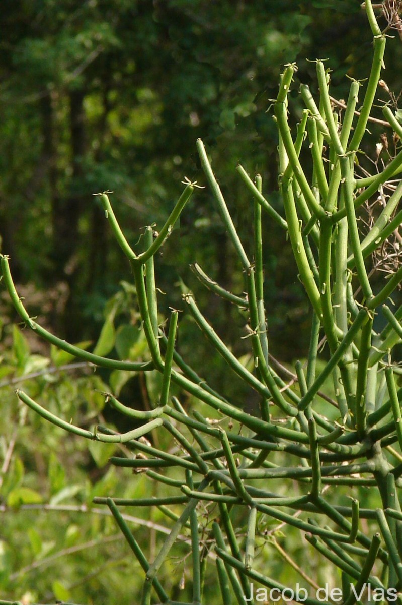 Euphorbia tirucalli L.